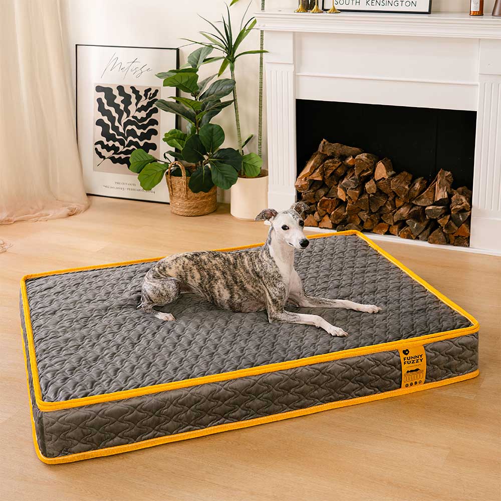Hooman Innerspring Coils Orthopedic Human Dog Bed - Everdream - News Pet Shop
