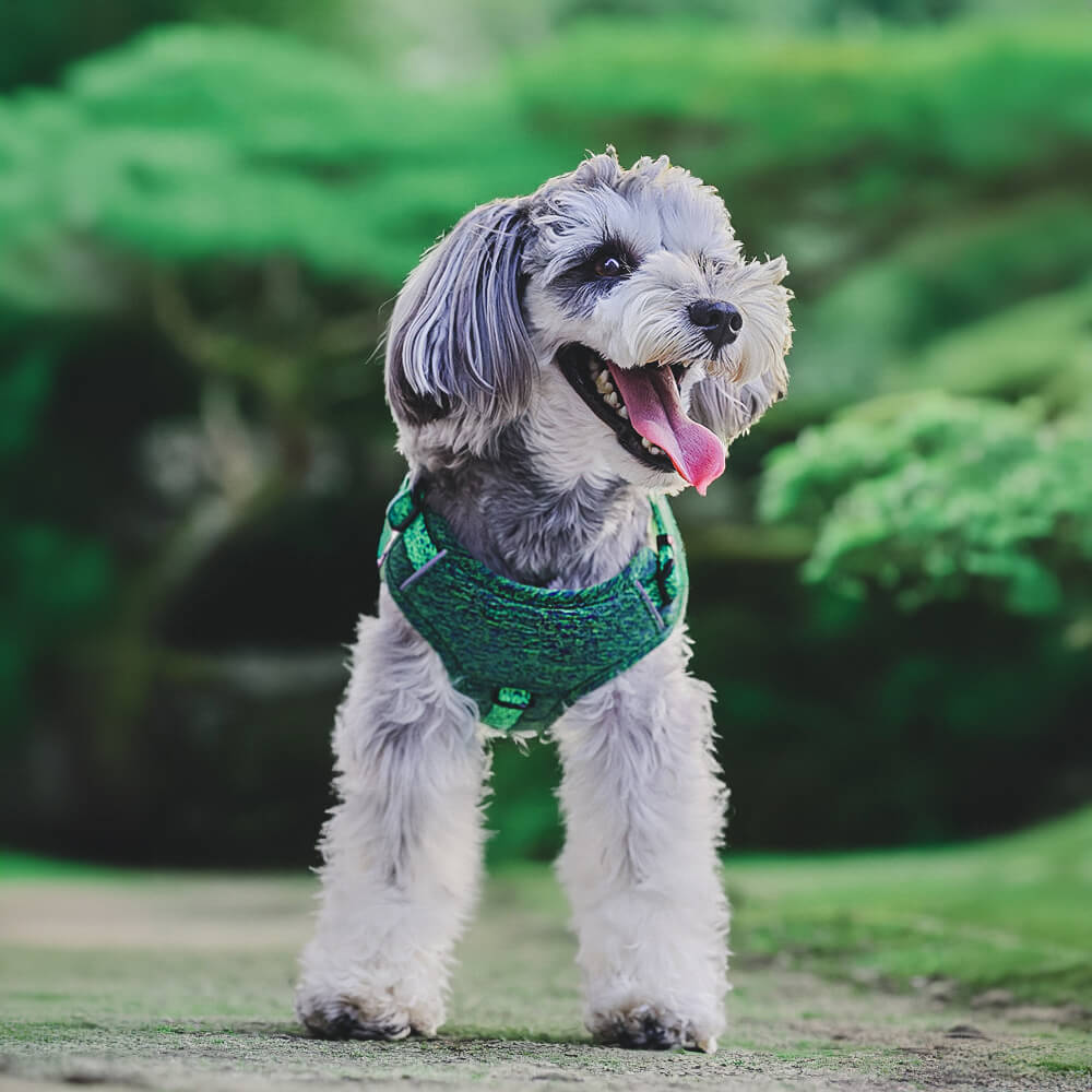 Eco-friendly Recycled Fabric No-Pull Dog Harness/Leash - News Pet Shop