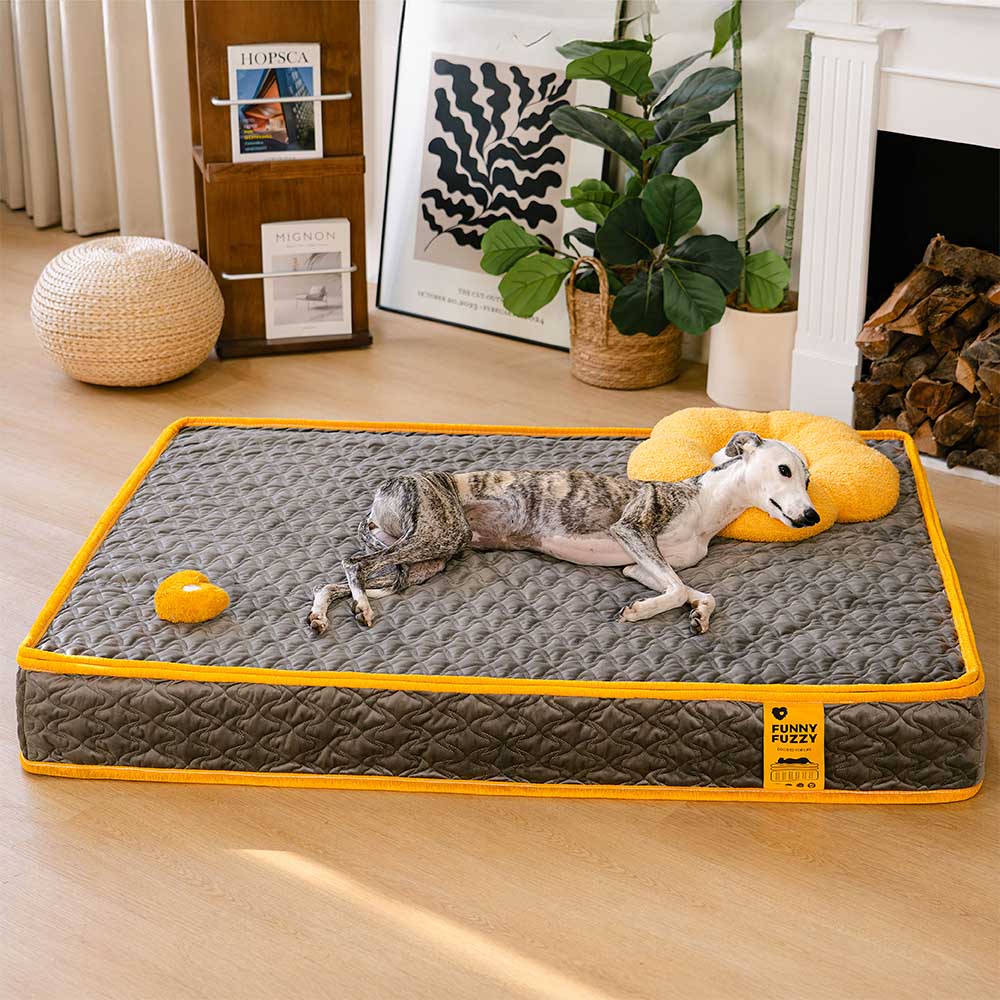 Hooman Innerspring Coils Orthopedic Human Dog Bed - Everdream - News Pet Shop