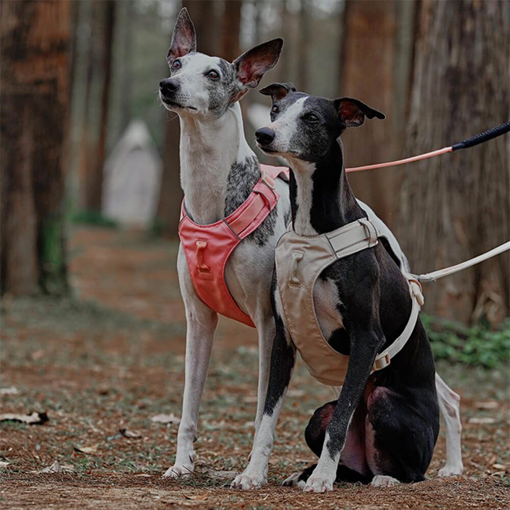 Lightweight Waterproof Breathable Anti-Pull Dog Harness or Multifunctional Leash - News Pet Shop