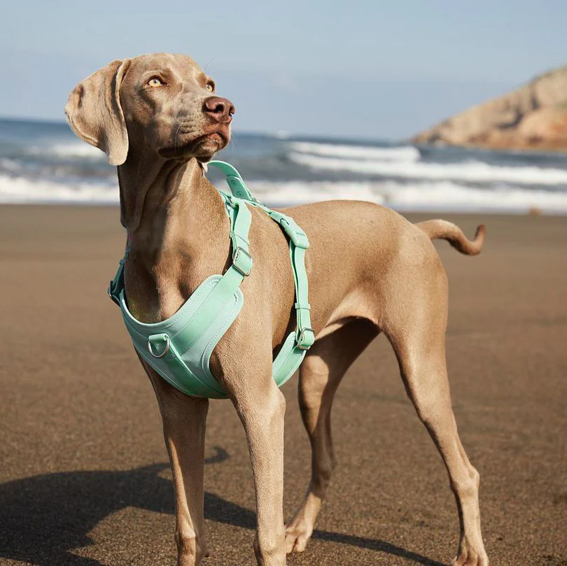 Gummy Dog Harness - News Pet Shop