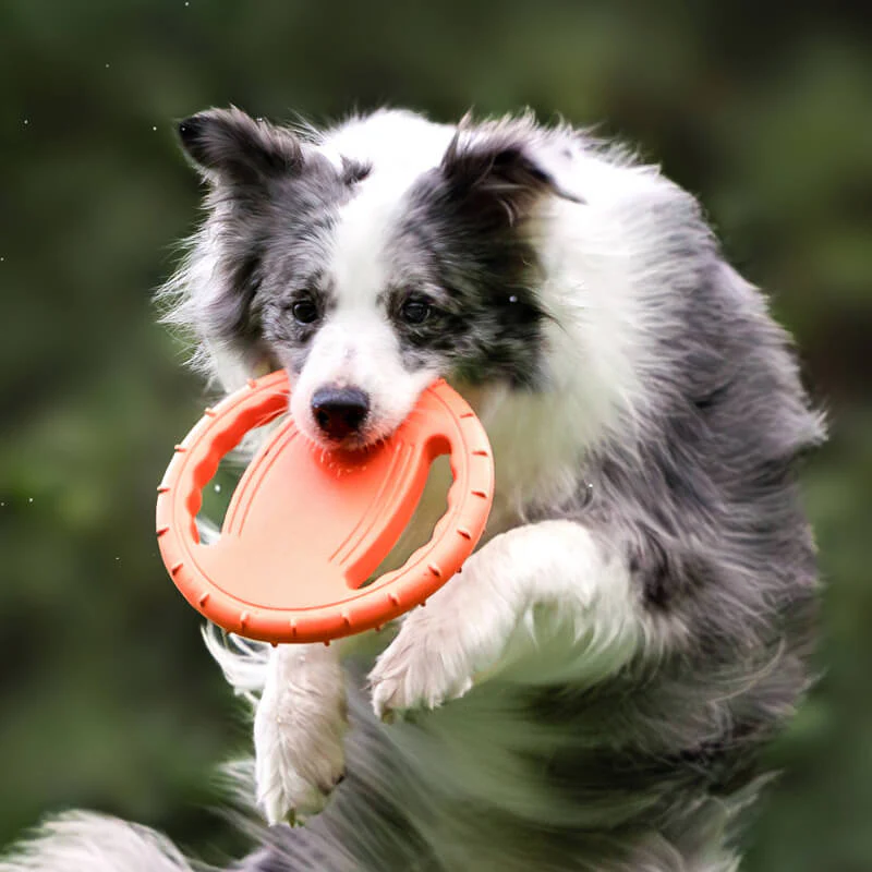 Steering Wheel Rubber Throw Toy Interactive Dog Flying Disc - News Pet Shop