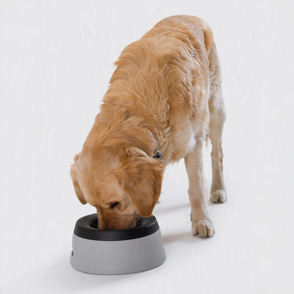 Vehicle Travel Carried No Spill Dog Water Bowl with Floating Disk - News Pet Shop